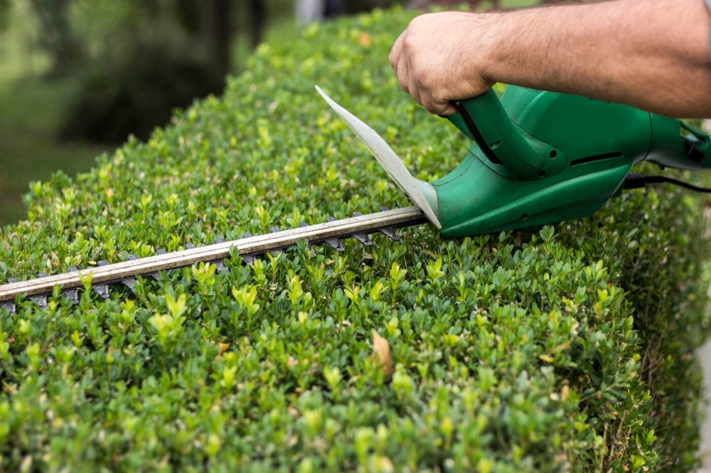 hedge trimming fb5