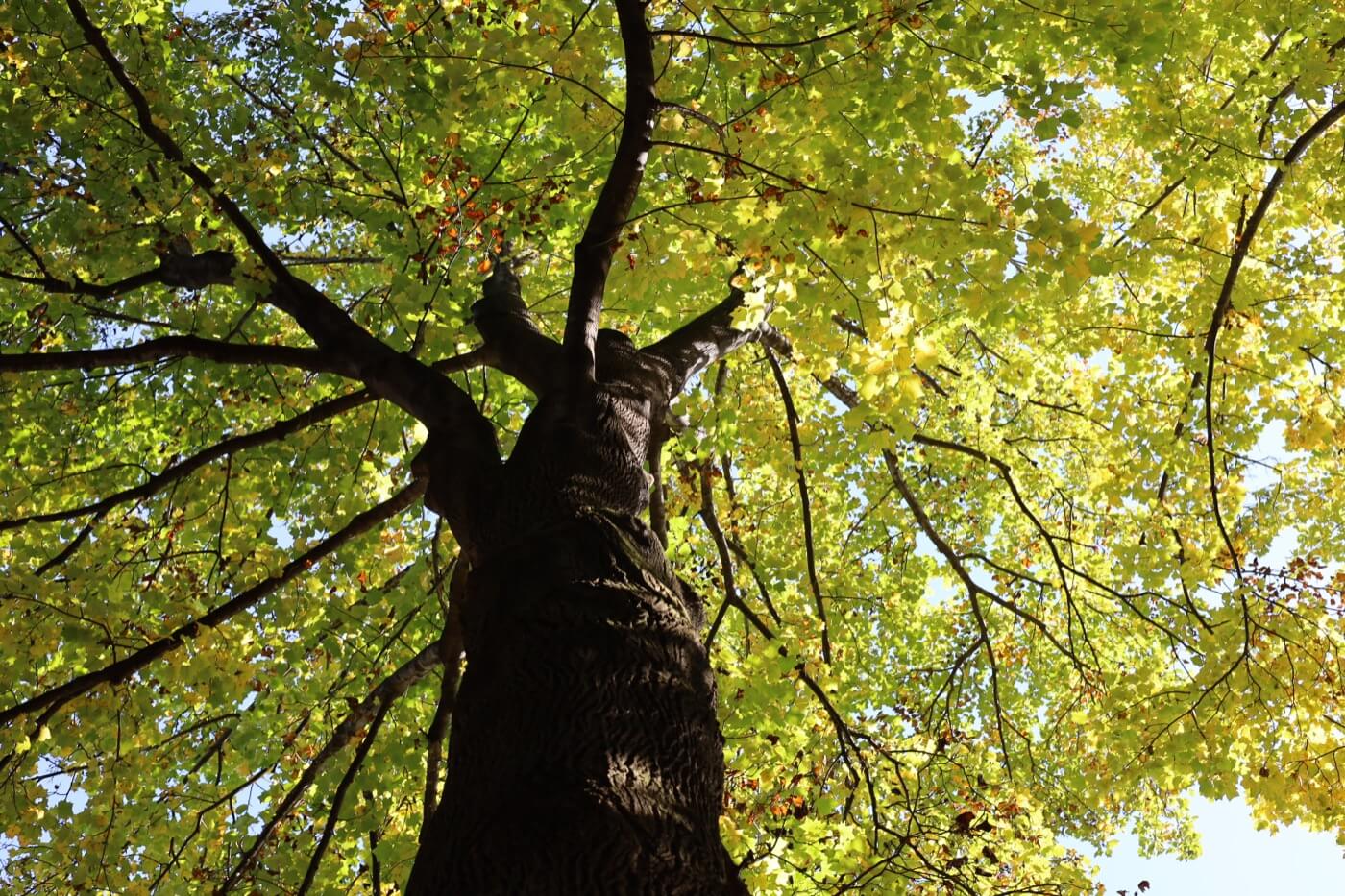 tree crowning fp1