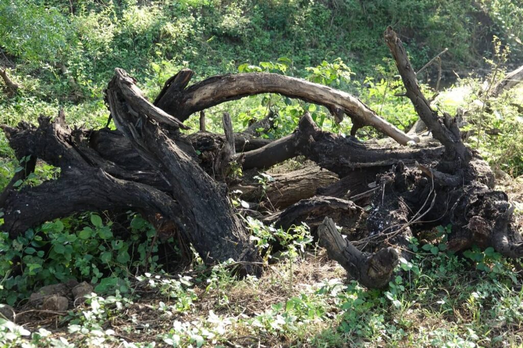 dead wood removal west midlands