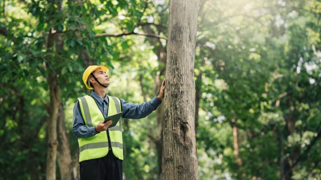 tree survey walsall west midlands