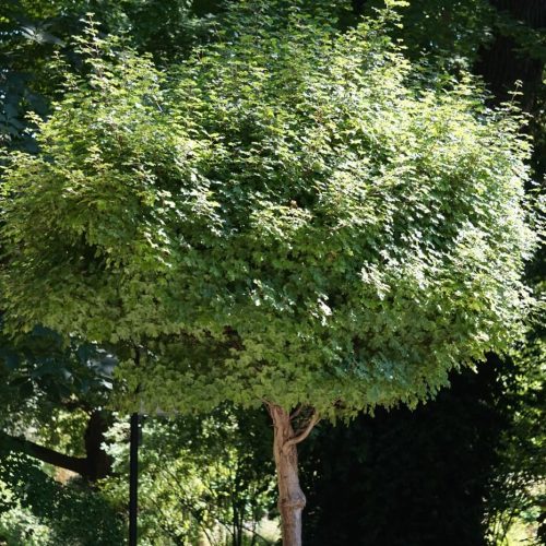 tree crown fp1