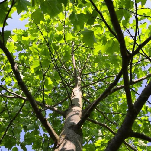 tree crowning fp5