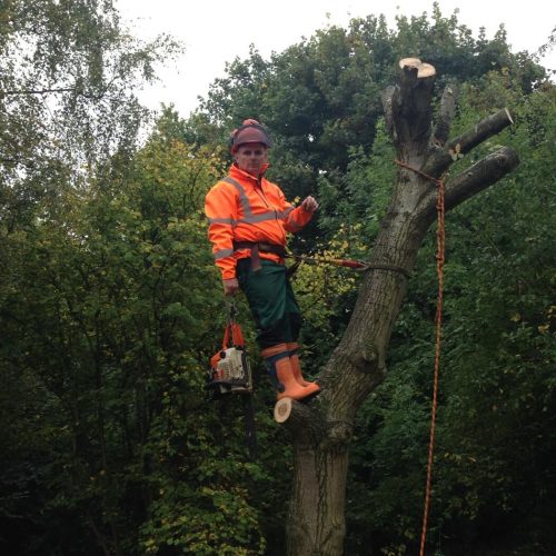 tree services_0910