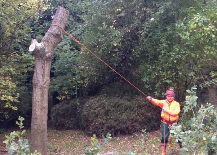 tree services_1259
