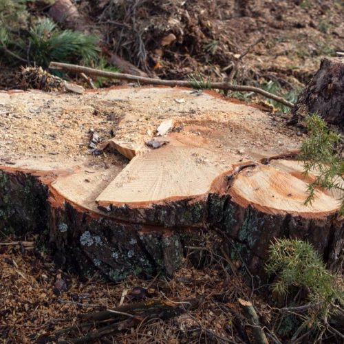 tree stump grinding west midlands